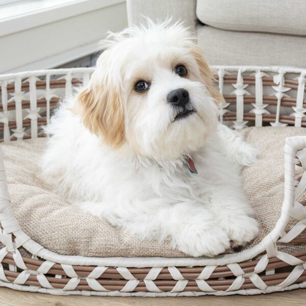 Oval Resin Wicker Pet Bed